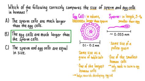 human egg visible|Cell Size and Scale